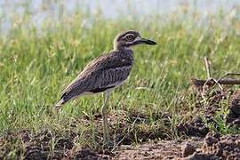 Water Thick-knee