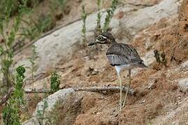 Water Thick-knee