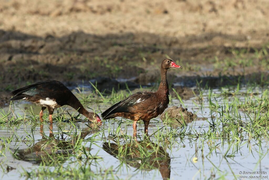 Spur-winged Gooseadult