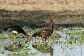 Spur-winged Goose