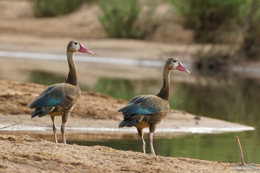 Spur-winged Gooseadult