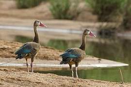 Spur-winged Goose