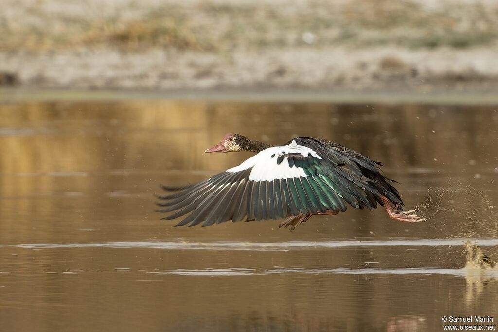 Spur-winged Gooseadult