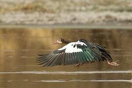 Spur-winged Goose