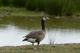 Greylag Goose