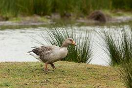 Greylag Goose