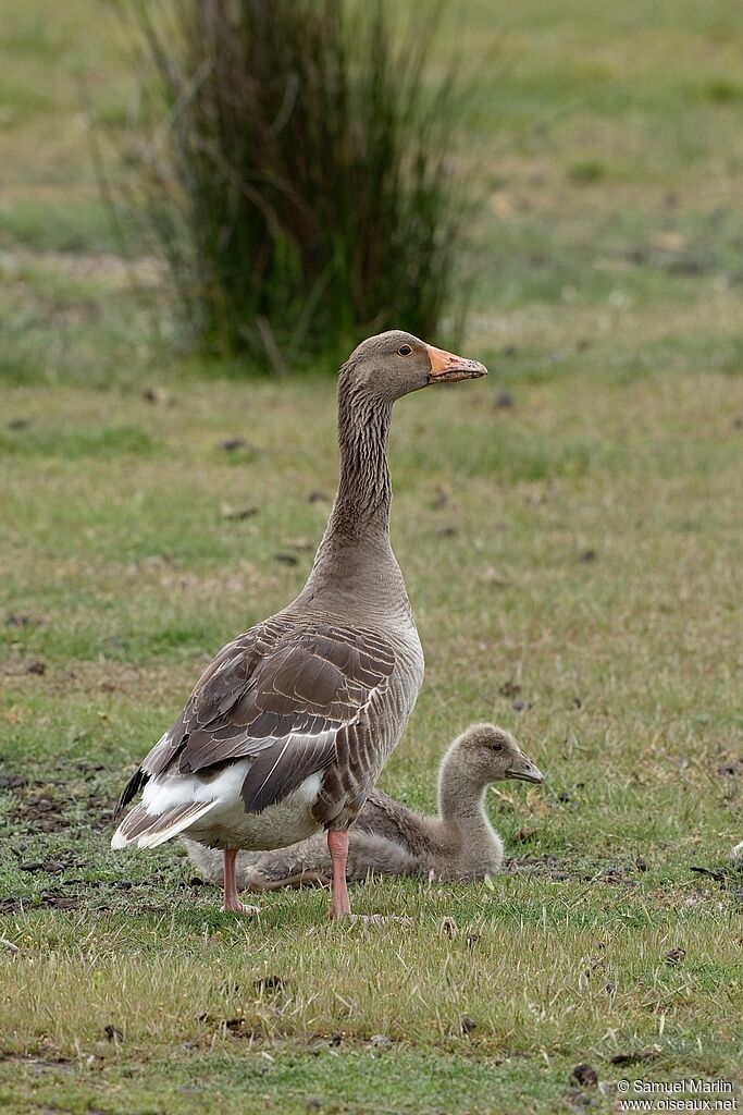 Greylag Goose