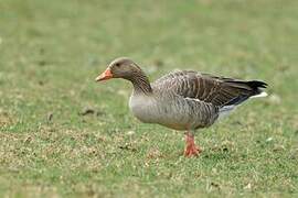 Greylag Goose