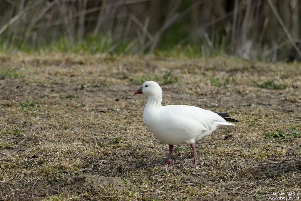 Ross's Gooseadult