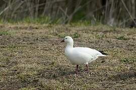 Ross's Goose