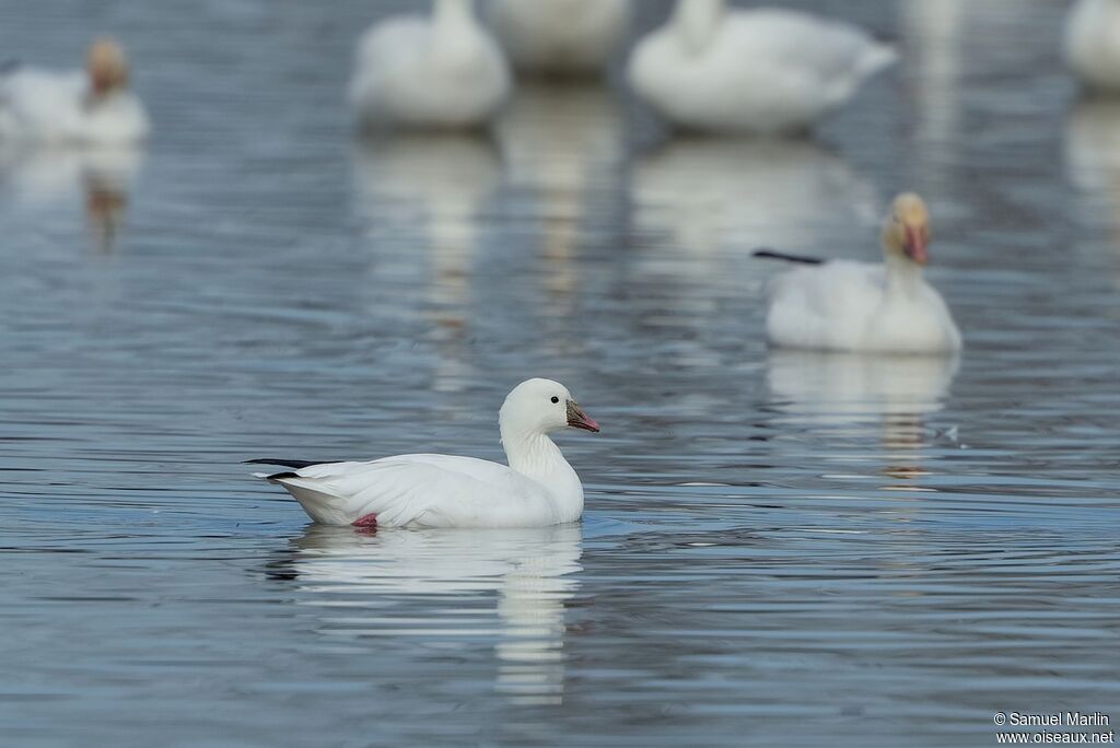 Ross's Gooseadult