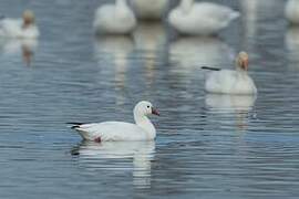 Ross's Goose