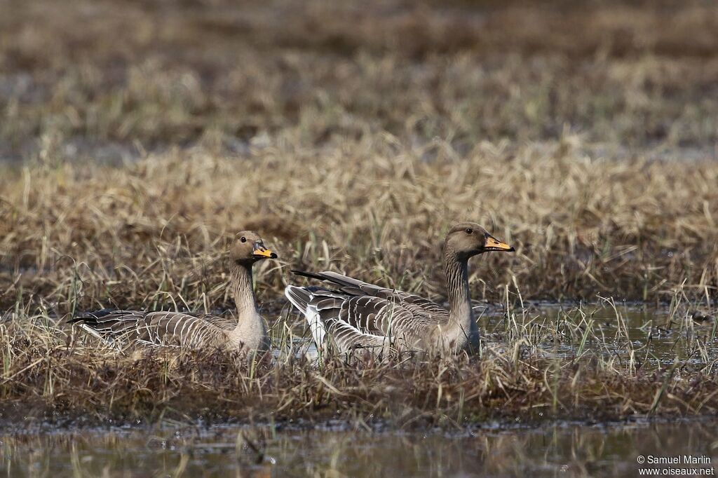 Taiga Bean Gooseadult