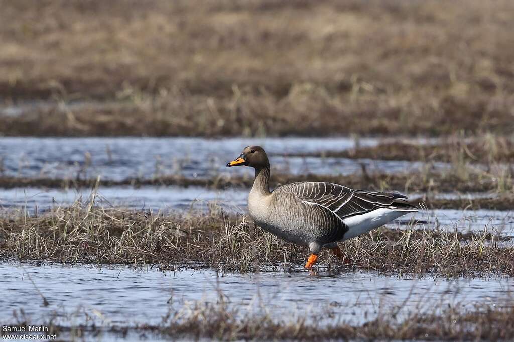 Taiga Bean Gooseadult, habitat, pigmentation