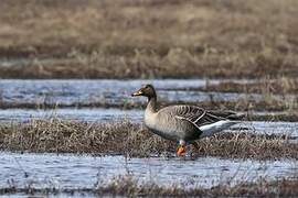 Taiga Bean Goose