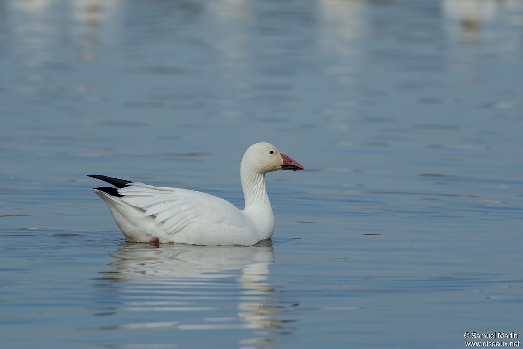 Snow Gooseadult