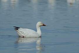 Snow Goose