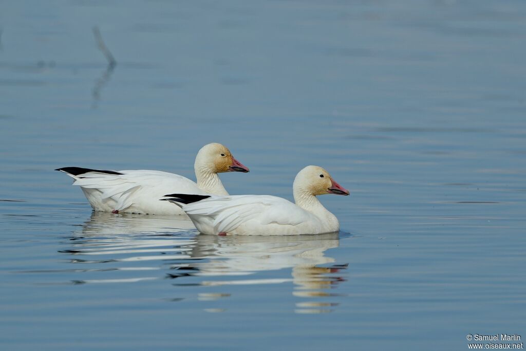 Snow Gooseadult