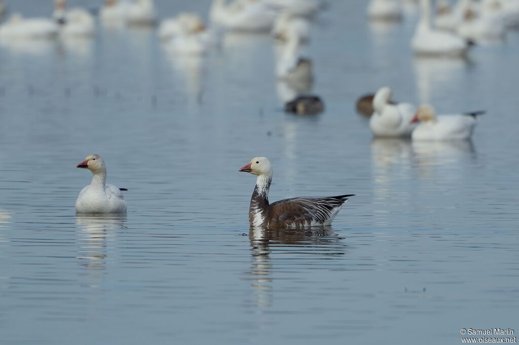 Snow Gooseadult