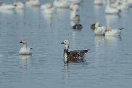 Snow Goose