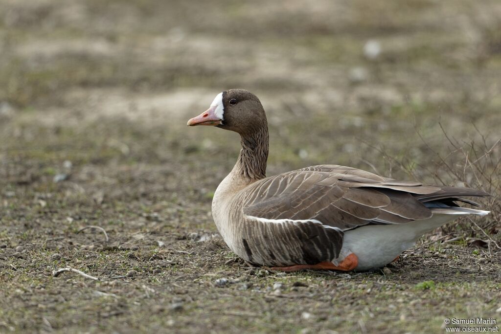 Greater White-fronted Gooseadult