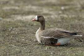 Greater White-fronted Goose