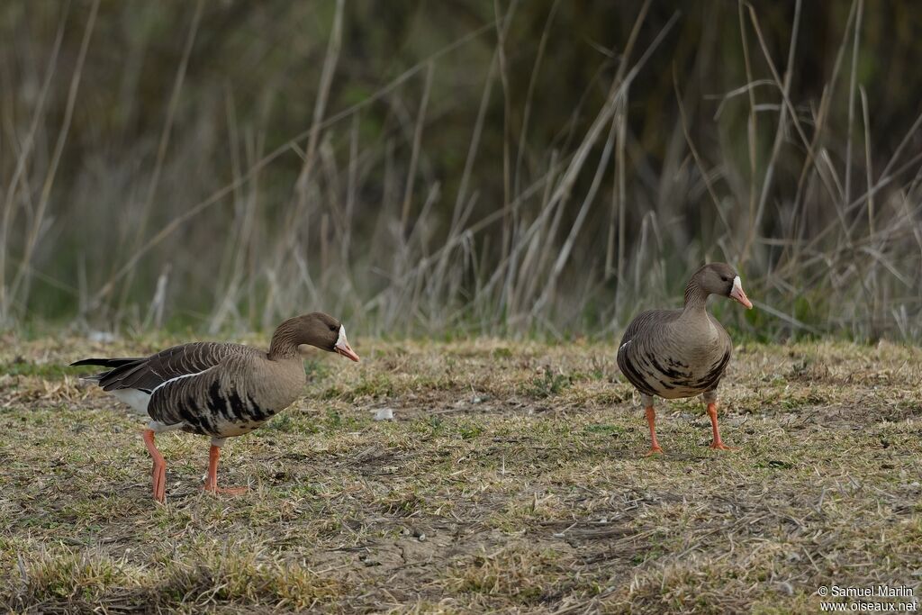 Greater White-fronted Gooseadult