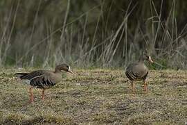 Greater White-fronted Goose