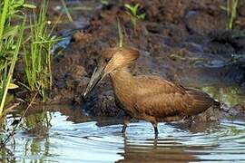 Hamerkop