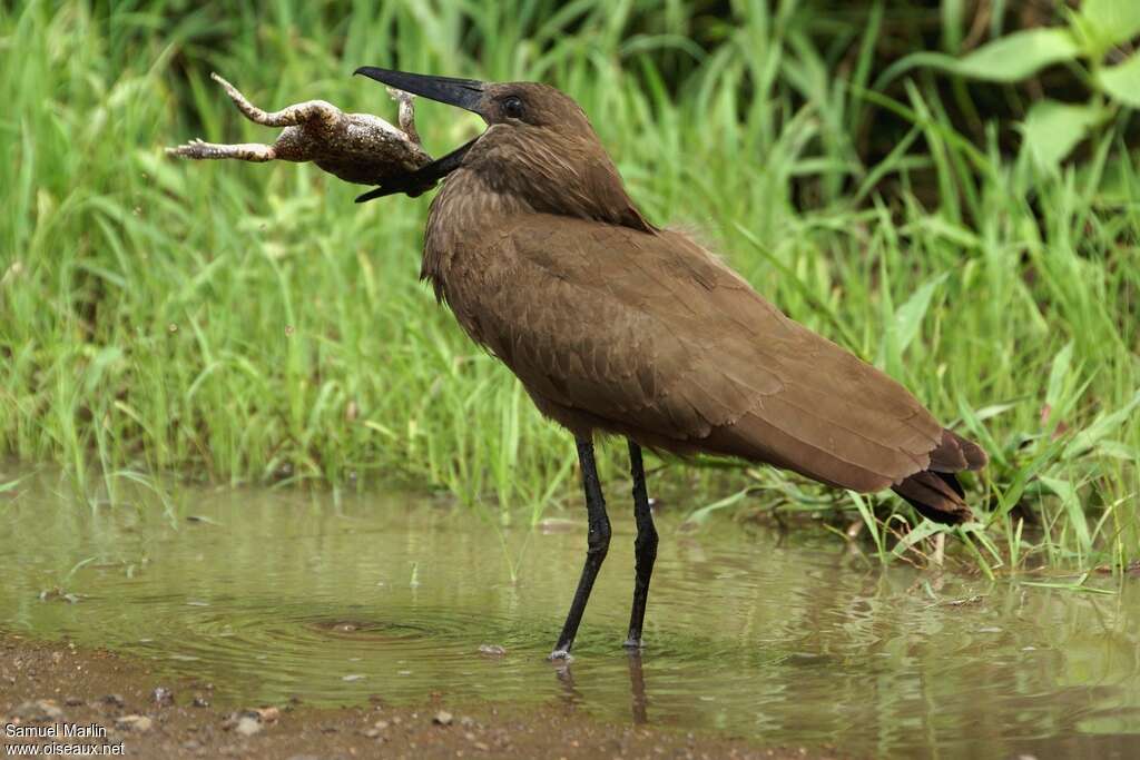 Ombrette africaineadulte, pêche/chasse, mange