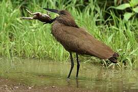 Hamerkop