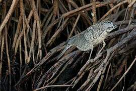 White-crested Tiger Heron