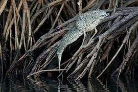 White-crested Tiger Heron