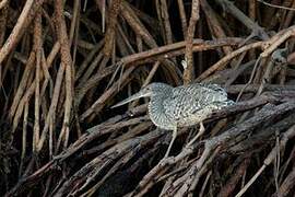 White-crested Tiger Heron