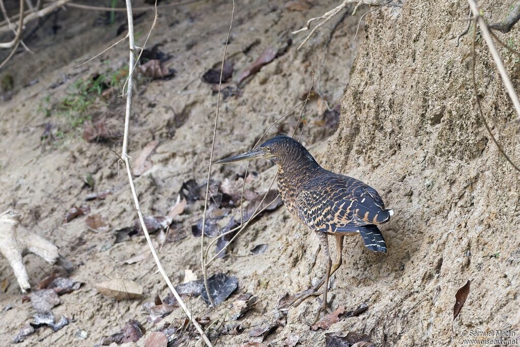 Onoré à huppe blanche