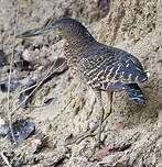 Onoré à huppe blanche