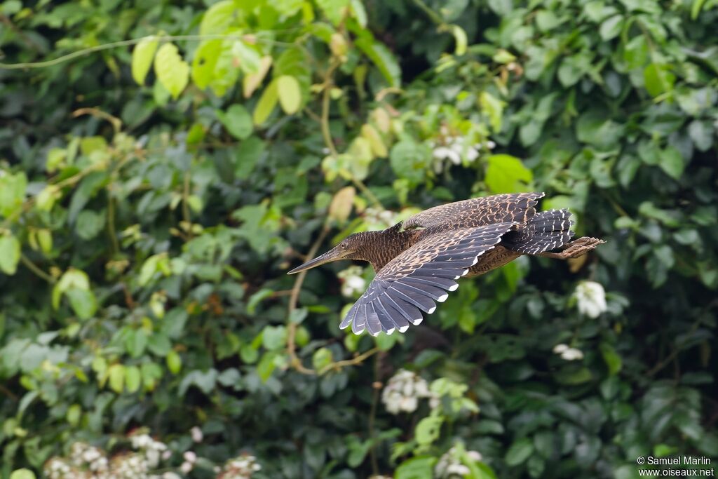 Onoré à huppe blanche