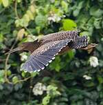 Onoré à huppe blanche