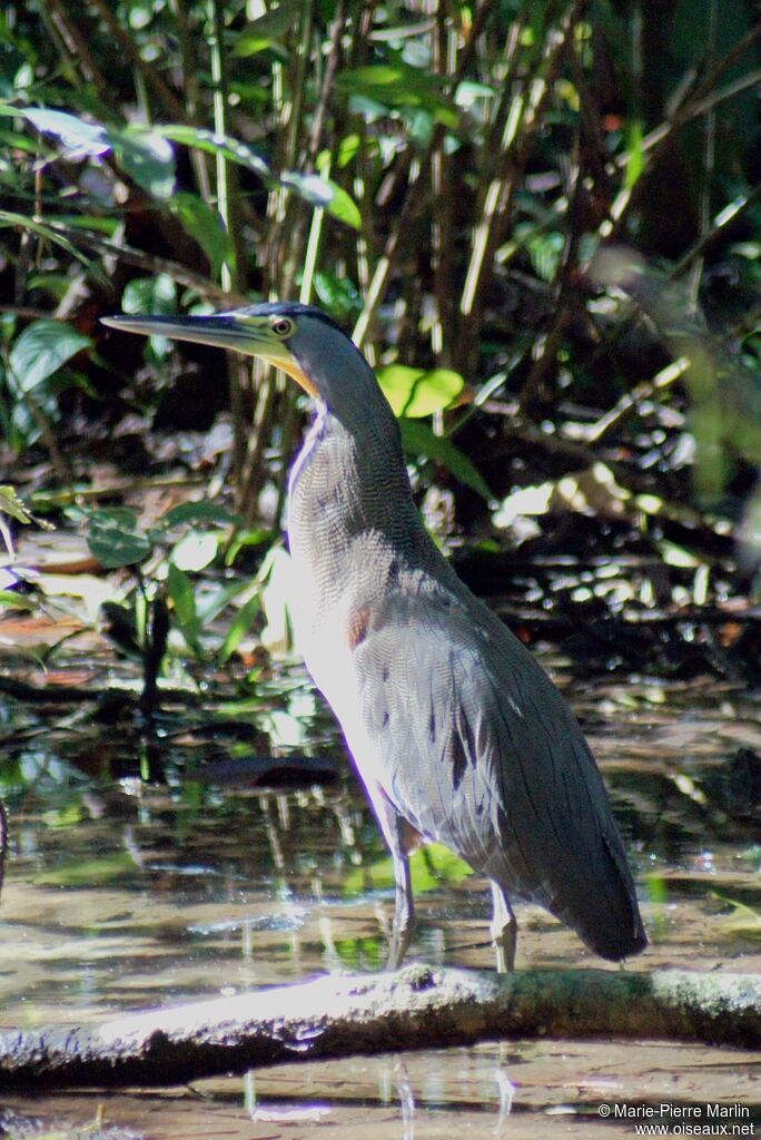 Bare-throated Tiger Heron male adult