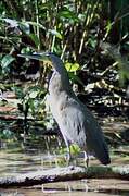 Bare-throated Tiger Heron