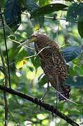 Bare-throated Tiger Heron