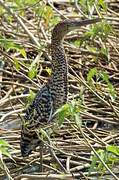 Rufescent Tiger Heron