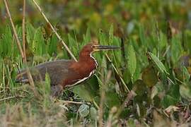 Rufescent Tiger Heron