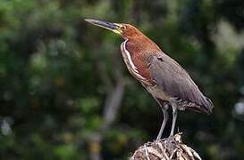 Rufescent Tiger Heron