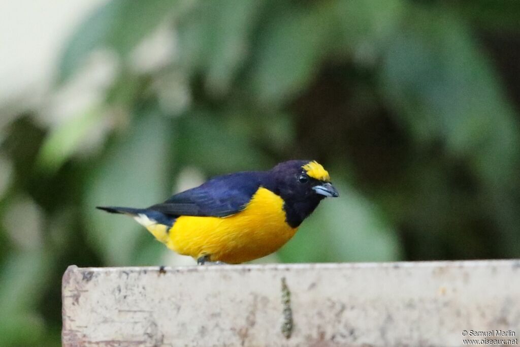 Purple-throated Euphonia male adult