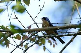 Golden-rumped Euphonia