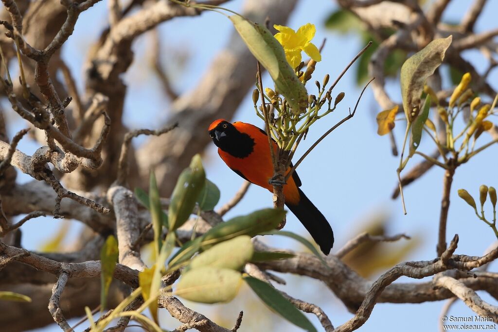Oriole à dos orangeadulte