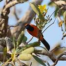 Oriole à dos orange