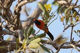 Oriole à dos orange