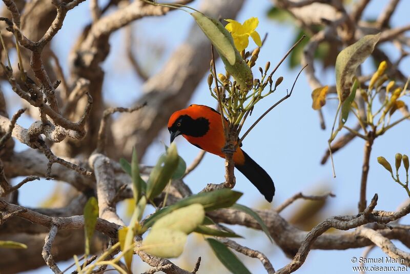 Oriole à dos orangeadulte